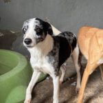 Mischling Cindy, 12/2024, ca. 50 cm