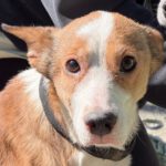 Podenco-Mischling Cupid, 02/2021, ca. 45 cm