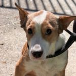 Podenco-Mischling Cupid, 02/2021, ca. 45 cm