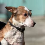 Podenco-Mischling Cupid, 02/2021, ca. 45 cm