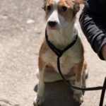 Podenco-Mischling Cupid, 02/2021, ca. 45 cm