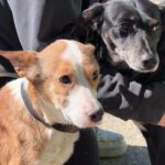 Podenco-Mischling Cupid, 02/2021, ca. 45 cm