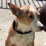 Podenco-Mischling Cupid, 02/2021, ca. 45 cm