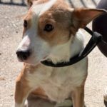 Podenco-Mischling Cupid, 02/2021, ca. 45 cm