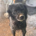 Bretone Curro, 08/2017, ca. 47 cm