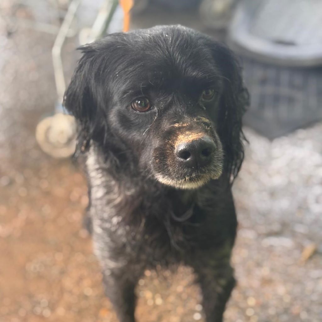 Bretone Curro, 08/2017, ca. 47 cm