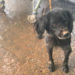 Bretone Curro, 08/2017, ca. 47 cm