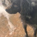 Bretone Curro, 08/2017, ca. 47 cm