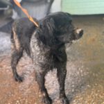 Bretone Curro, 08/2017, ca. 47 cm