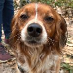 Epagneul Breton Curro, 05/2018, ca. 45 cm, 67317 Altleiningen