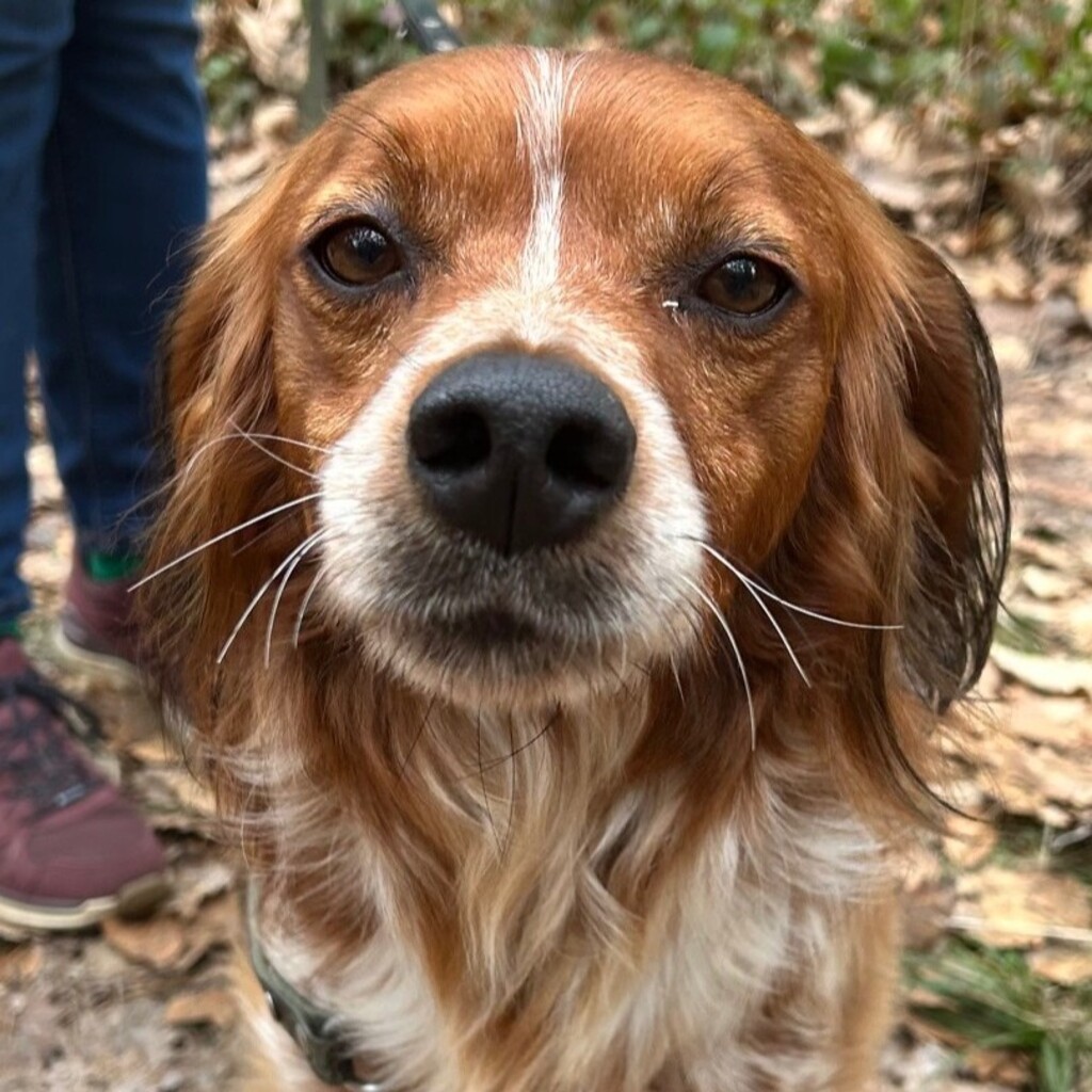 Epagneul Breton Curro, 05/2018, ca. 45 cm, 67317 Altleiningen