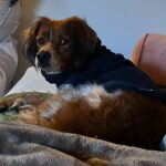 Epagneul Breton Curro, 05/2018, ca. 45 cm, 67317 Altleiningen