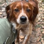 Epagneul Breton Curro, 05/2018, ca. 45 cm, 67317 Altleiningen