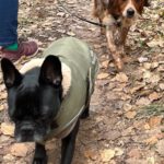 Epagneul Breton Curro, 05/2018, ca. 45 cm, 67317 Altleiningen