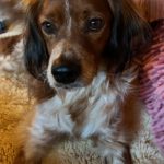 Epagneul Breton Curro, 05/2018, ca. 45 cm, 67317 Altleiningen