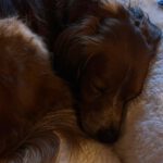 Epagneul Breton Curro, 05/2018, ca. 45 cm, 67317 Altleiningen