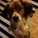 Epagneul Breton Curro, 05/2018, ca. 45 cm, 67317 Altleiningen