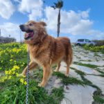 Mischling Daddy, 04/2015, ca. 50 cm