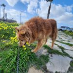 Mischling Daddy, 04/2015, ca. 50 cm