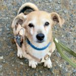 Mischling Dami, 11/2015, ca. 35 cm, 45468 Mülheim a.d. Ruhr