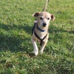 Mischling Dami, 11/2015, ca. 35 cm, 45468 Mülheim a.d. Ruhr