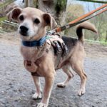 Mischling Dami, 11/2015, ca. 35 cm, 45468 Mülheim a.d. Ruhr