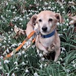 Mischling Dami, 11/2015, ca. 35 cm, 45468 Mülheim a.d. Ruhr