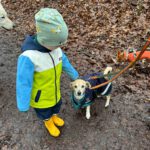 Mischling Dami, 11/2015, ca. 35 cm, 45468 Mülheim a.d. Ruhr