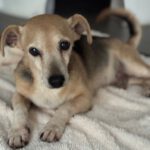 Mischling Dami, 11/2015, ca. 35 cm, 45468 Mülheim a.d. Ruhr