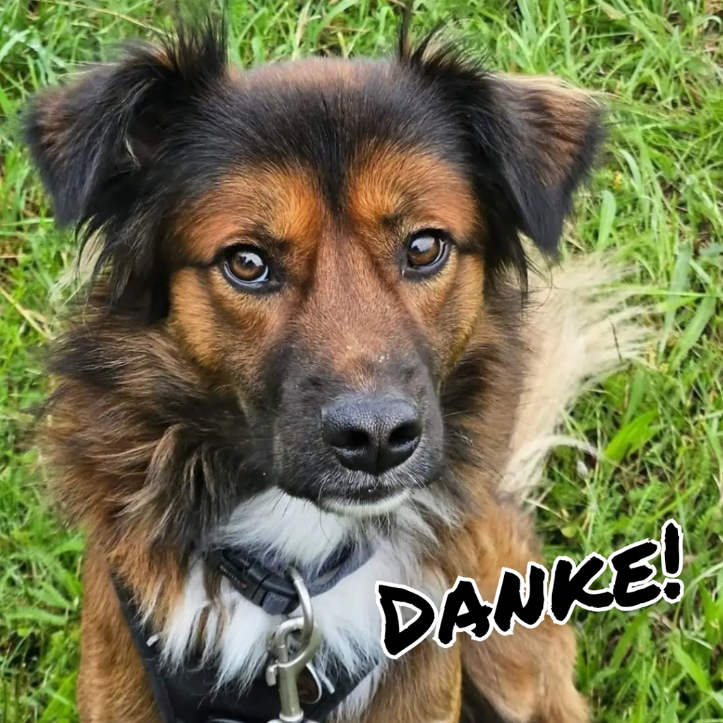 Mischling Momo, 10/2022, ca. 50 cm