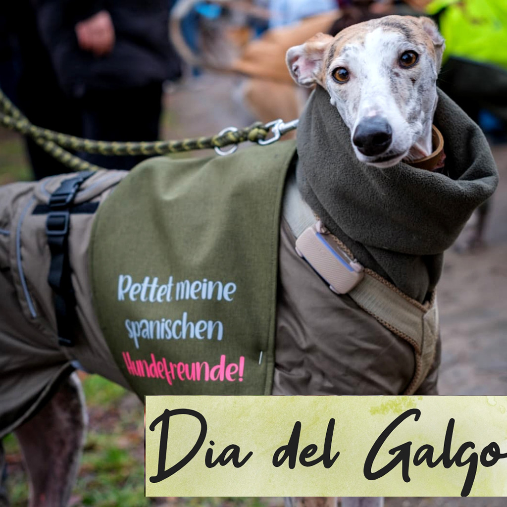 Dia del Galgo am 01. Februar 2026
