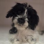 Mischling Balona-Duquesa, 10/2025, Endgröße ca. 48 cm