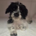 Mischling Diqueca, 10/2025, Endgröße ca. 48 cm