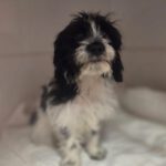 Mischling Diqueca, 10/2025, Endgröße ca. 48 cm