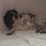 Mischling Diqueca, 10/2025, Endgröße ca. 48 cm