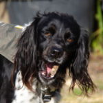 Epagneul Breton Doky, 02/2019, ca. 52 cm