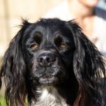 Epagneul Breton Doky, 02/2019, ca. 52 cm