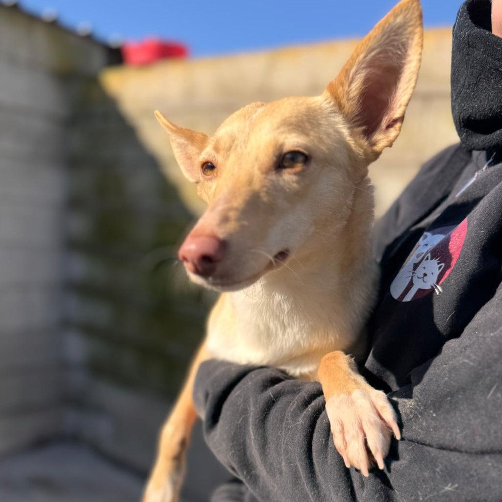 Podenco Dolly, 02/2025, ca. 40 cm