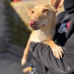 Podenco Dolly, 02/2025, ca. 40 cm