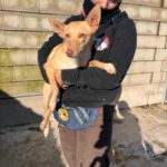 Podenco Dolly, 02/2025, ca. 40 cm