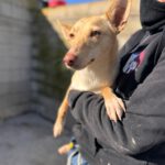 Podenco Dolly, 02/2025, ca. 40 cm