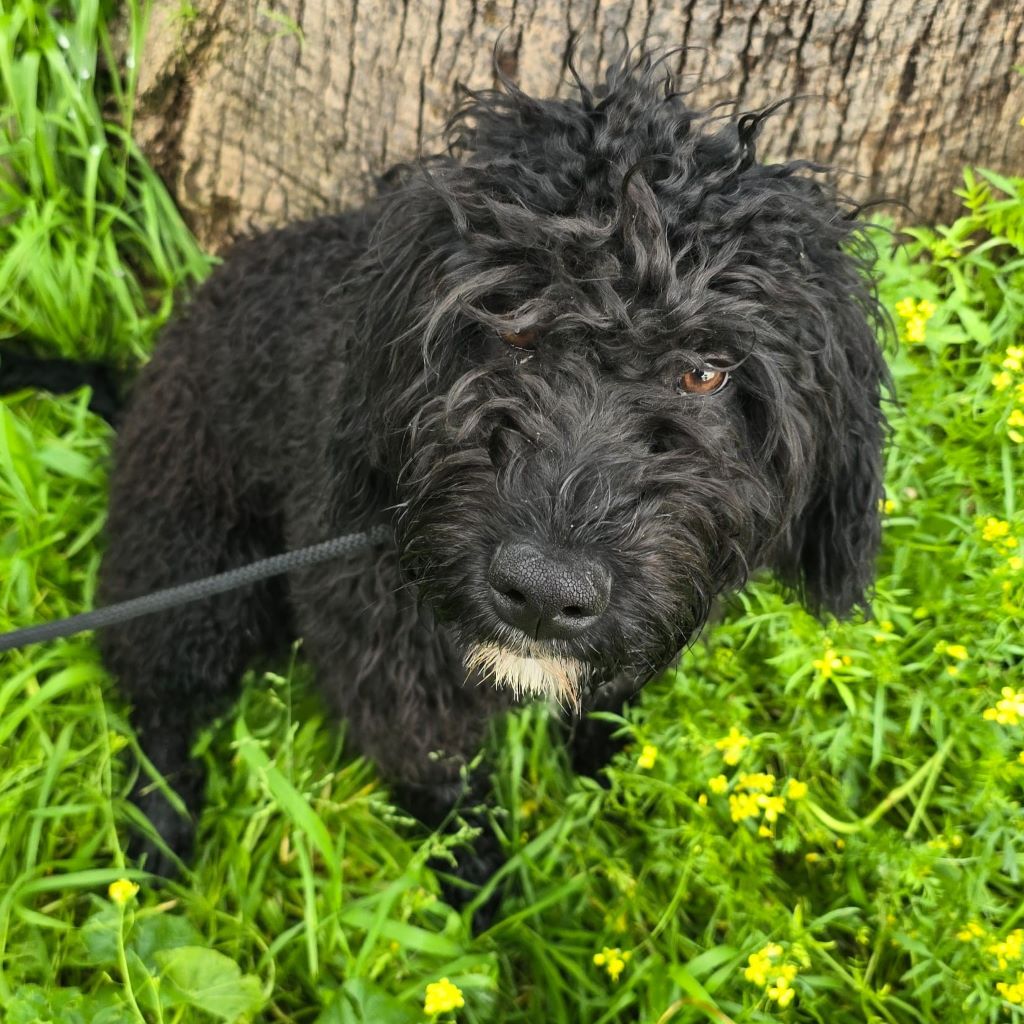Wasserhund Duke, 07/2025, Endgröße ca. 50 cm