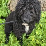 Wasserhund Duke, 07/2025, Endgröße ca. 50 cm