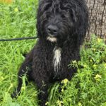 Wasserhund Duke, 07/2025, Endgröße ca. 50 cm