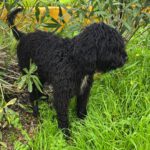 Wasserhund Duke, 07/2025, Endgröße ca. 50 cm