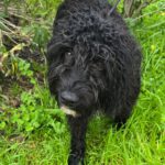 Wasserhund Duke, 07/2025, Endgröße ca. 50 cm