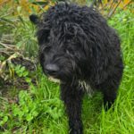 Wasserhund Duke, 07/2025, Endgröße ca. 50 cm