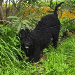 Wasserhund Duke, 07/2025, Endgröße ca. 50 cm