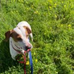 Pointer Mischling Duna, 08/2021, ca. 50 cm