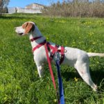 Pointer Mischling Duna, 08/2021, ca. 50 cm